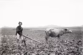 Ảnh hiếm về con trâu ở Việt Nam một thế kỷ trước