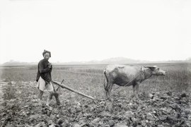 Ảnh hiếm về con trâu ở Việt Nam một thế kỷ trước