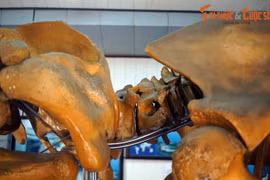 Cận cảnh bộ xương khổng lồ khai quật dưới ruộng lúa Nam Định