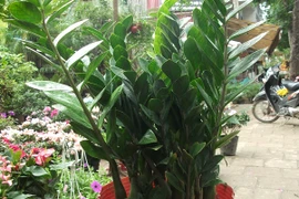 Cách đặt cây phong thủy để mang lại tài lộc