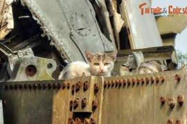 Khám phá hiện vật vô giá trong Bảo tàng Lịch sử Quân sự Việt Nam 