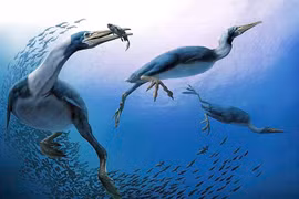 Kỳ lạ loài chim lai thằn lằn, mỏ đầy răng, bơi lặn như cá