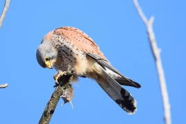 Ngắm vẻ đẹp kiêu hãnh của các loài chim cắt Việt Nam