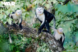 Điều ít biết về con cà đác từng bị coi là tuyệt chủng ở Việt Nam