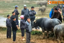 Độc đáo phiên chợ trâu ở địa đầu tổ quốc 