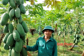 Đu đủ sai trĩu quả, anh nông dân Bình Phước cắt bán lãi 700 triệu