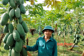 Đu đủ sai trĩu quả, anh nông dân Bình Phước cắt bán lãi 700 triệu