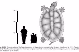 Ngỡ “cụ rùa” Tây Du Ký là tưởng tượng, hóa ra “bản real” dài 5m