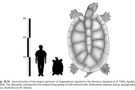 Ngỡ “cụ rùa” Tây Du Ký là tưởng tượng, hóa ra “bản real” dài 5m