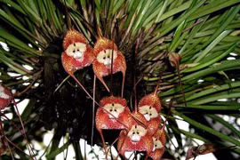 Tận mục loài hoa lan đặc biệt, có tên gọi nghe rùng cả mình 