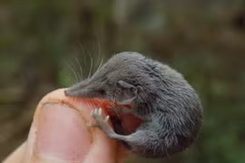 Cận cảnh loài thú nhỏ nhất từng được tìm thấy ở Việt Nam