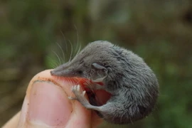 Cận cảnh loài thú nhỏ nhất từng được tìm thấy ở Việt Nam