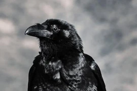 3 loài động vật thù dai nhất trên đời, đừng chọc giận 