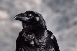 3 loài động vật thù dai nhất trên đời, đừng chọc giận 