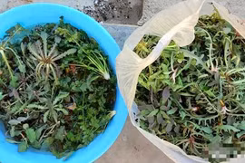 Loại rau dại có “giá trị vàng”, toàn thân đều là "kho báu"
