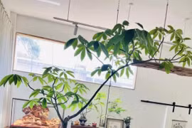 Người xưa nói phòng khách có 3 loại cây, 90% không phú cũng là quý!