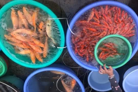 Cá chép đắt hàng ngày ông Công ông Táo