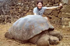 Điều phi thường khó tin của loài rùa cạn lớn nhất quả đất