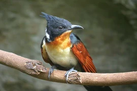 Loài chim có tên rất đặt biệt: Chim khát nước 