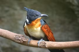 Loài chim có tên rất đặt biệt: Chim khát nước 