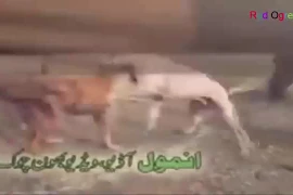 Video: Màn chọi chó kinh hoàng ở Afghanistan
