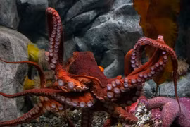 Những loài bạch tuộc cực bí ẩn