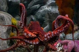 Những loài bạch tuộc cực bí ẩn