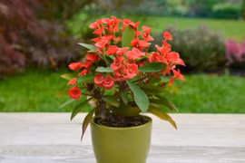 Soi loạt cây cảnh quen thuộc chứa độc tố cực kỳ nguy hiểm