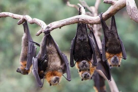 5 con vật này đột nhiên ghé thăm nhà, phú quý tài lộc ùn ùn kéo đến