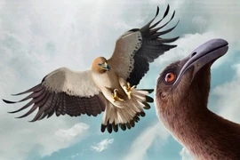 Loài đại bàng đáng sợ nhất hành tinh, chuyên săn chim khổng lồ