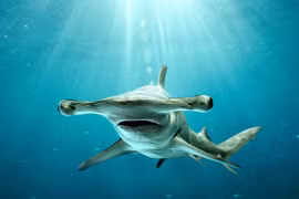 Hé lộ sự thật khó tin, ít người biết về loài cá mập đầu búa
