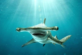 Hé lộ sự thật khó tin, ít người biết về loài cá mập đầu búa
