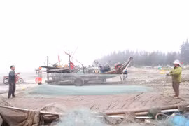 Thả lưới gần bờ, ngư dân 'vớt' tiền triệu mỗi ngày 