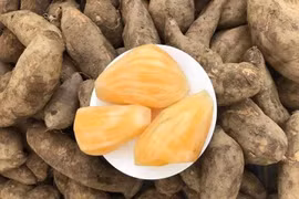 Củ sâm đất thành đặc sản được tìm mua 