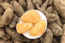 Củ sâm đất thành đặc sản được tìm mua 