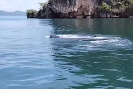Video: Cá mập voi có nguy cơ tuyệt chủng xuất hiện ở Thái Lan 