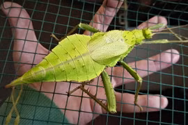 Cận cảnh loài côn trùng khổng lồ đầy gai được nhiều người săn lùng