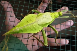 Cận cảnh loài côn trùng khổng lồ đầy gai được nhiều người săn lùng