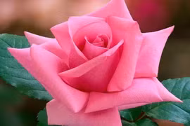 Ngỡ ngàng sự thật về loài hoa được yêu thích nhất 