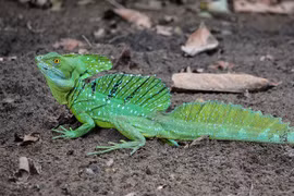 Kỳ dị thằn lằn chỉ có ở châu Mỹ: Một loài như cóc có sừng