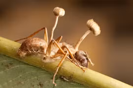 Hốt hoảng loài ký sinh trùng biến vật chủ thành xác sống