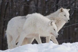 Những điều không thể tin nổi về loài chó sói Bắc Cực