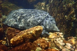 Tận mục 25 loài rùa bản địa quý hiếm của Việt Nam 