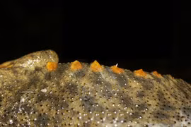 Kỳ lạ loài vật duy nhất dùng xương sườn làm vũ khí