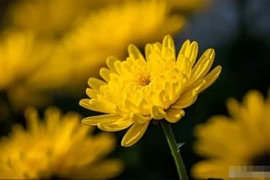 Tết Thanh Minh: 'Phải thay đổi ba phong tục, phải có mặt ba người'