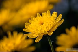 Tết Thanh Minh: 'Phải thay đổi ba phong tục, phải có mặt ba người'