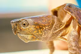 Loài rùa kỳ quái nhất Việt Nam: Chớ dại đến gần kẻo “gặp họa” 