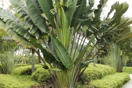 3 cây trồng trước nhà dễ gặp họa, chuyển ra sau con cháu hưởng phúc 