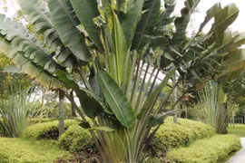 3 cây trồng trước nhà dễ gặp họa, chuyển ra sau con cháu hưởng phúc 