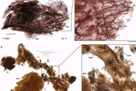 Con người có thể thực sự khiến khủng long sống lại?
